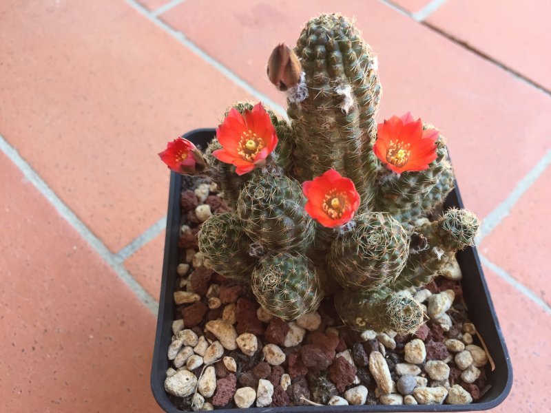 Rebutia pygmaea 