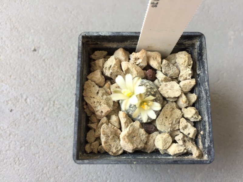 blossfeldia pedicellata