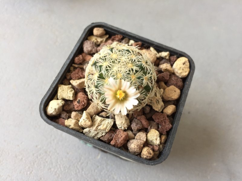 Mammillaria roemeri 