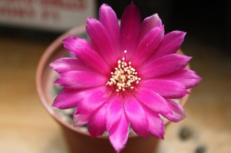 Sulcorebutia rauschii v. violacidermis 