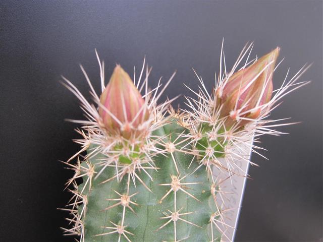 echinocereus  coccineus ssp. rosei