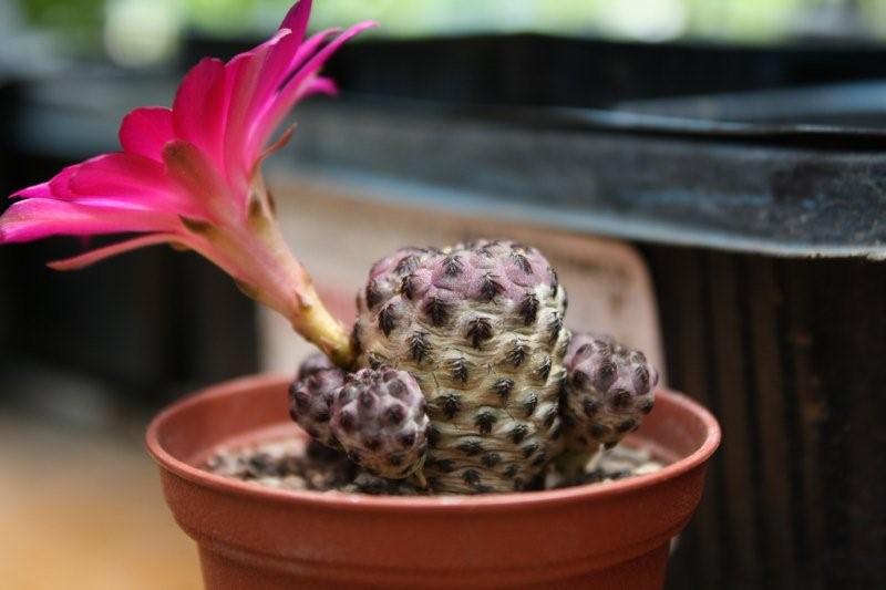 Sulcorebutia rauschii v. violacidermis 