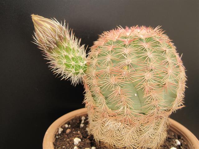 Echinocereus pectinatus 