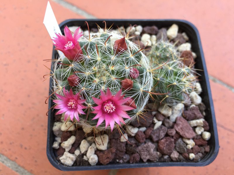 Mammillaria erythrosperma 