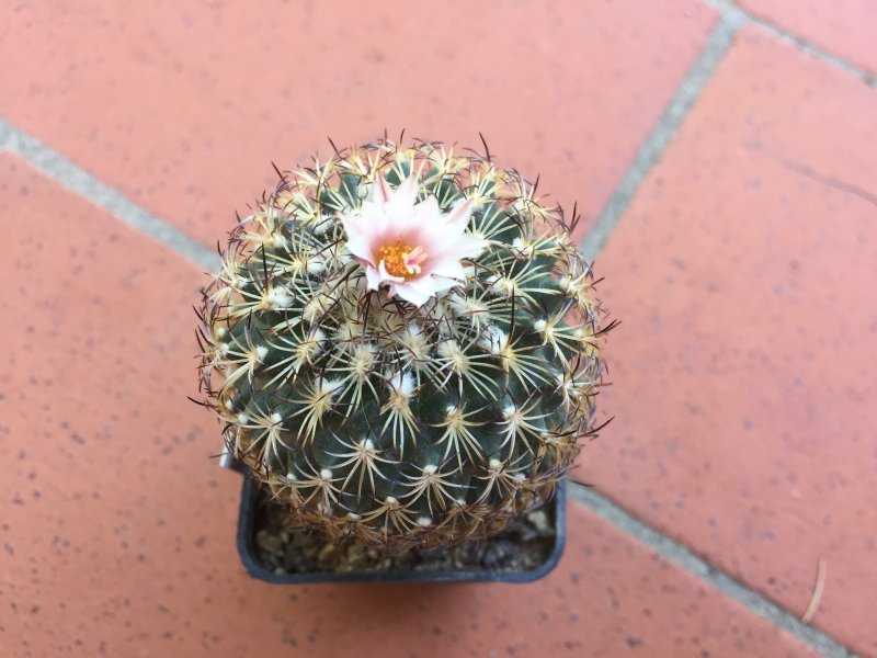 Gymnocactus ysabelae 