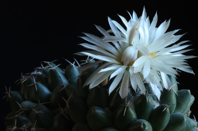 Coryphantha maiz-tablasensis 