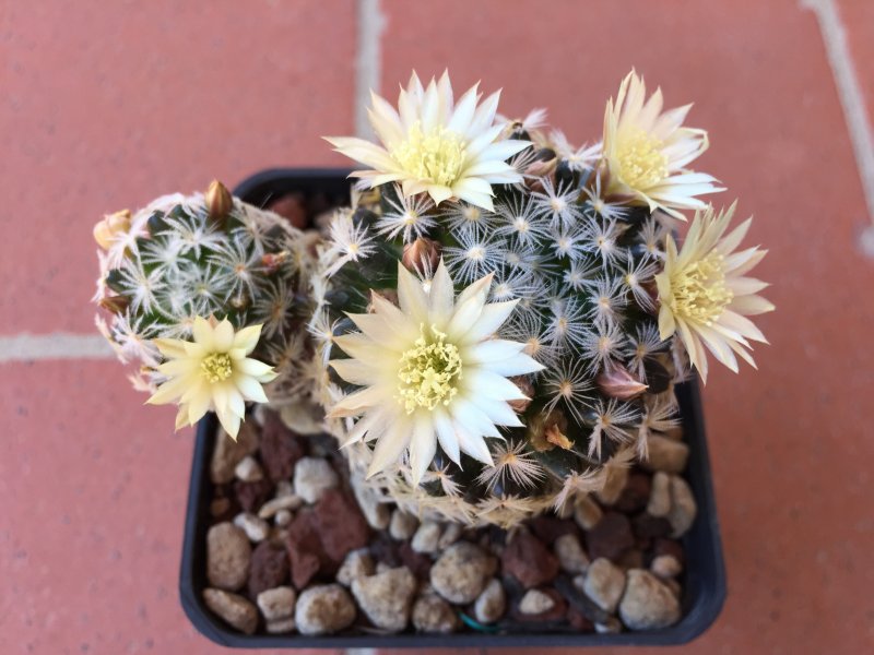 Mammillaria duwei 