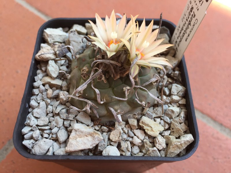 Turbinicarpus klinkerianus 