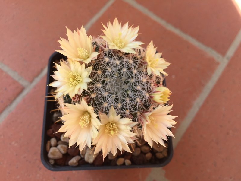 Mammillaria duwei 