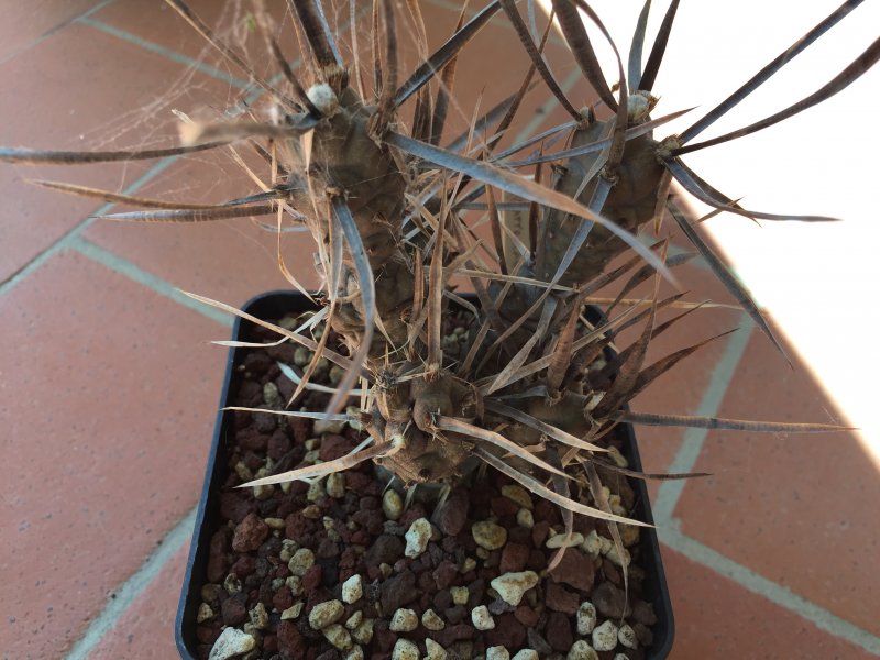 Tephrocactus papyracantha cv. black spines 