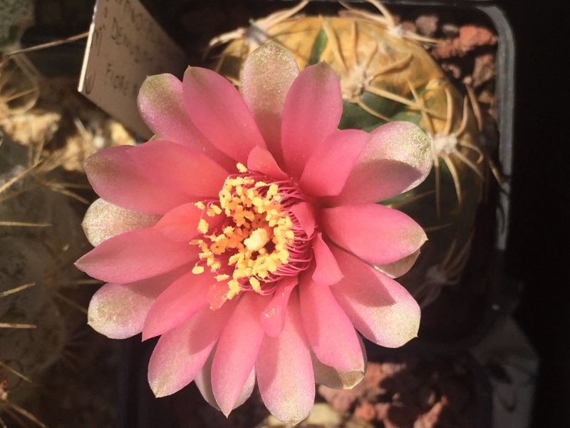 gymnocalycium denudatum cv. jan suba