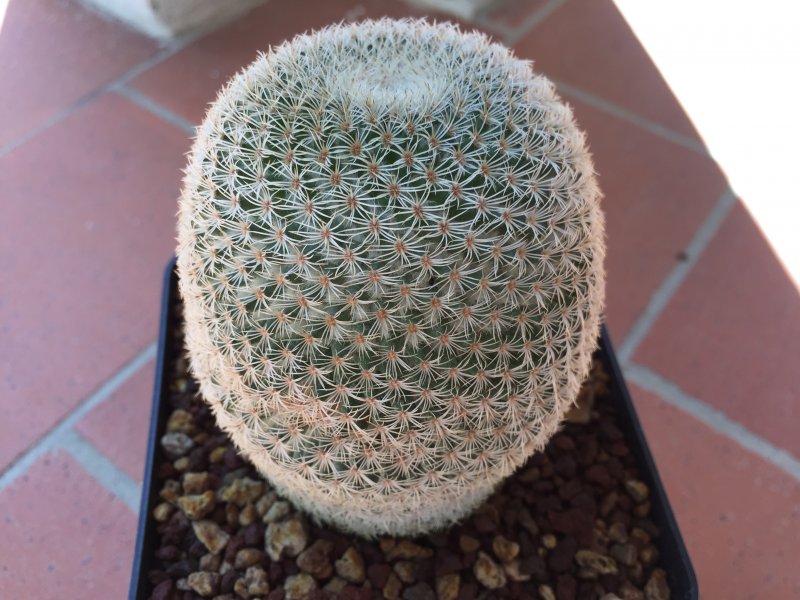 Mammillaria supertexta 