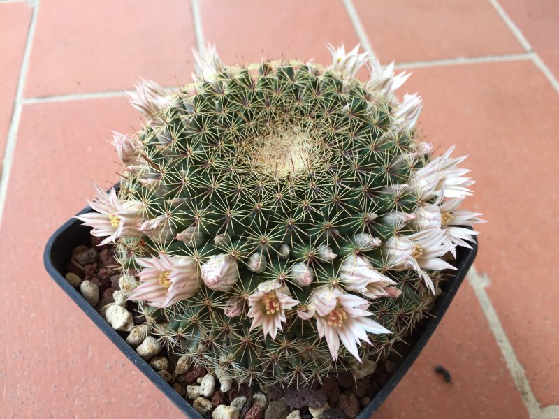 Mammillaria heyderi 