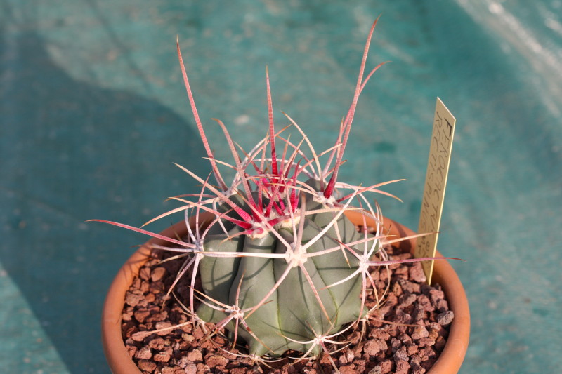 Ferocactus emoryi ssp. rectispinus SB 1700