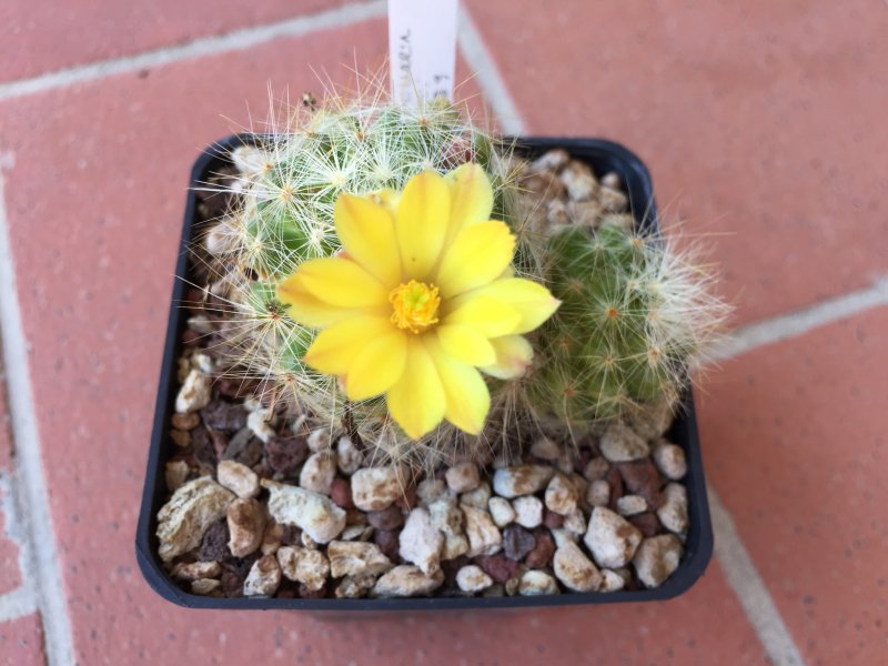 Mammillaria baumii L1139