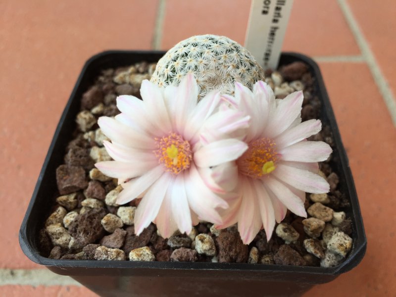 Mammillaria herrerae v. albiflora 