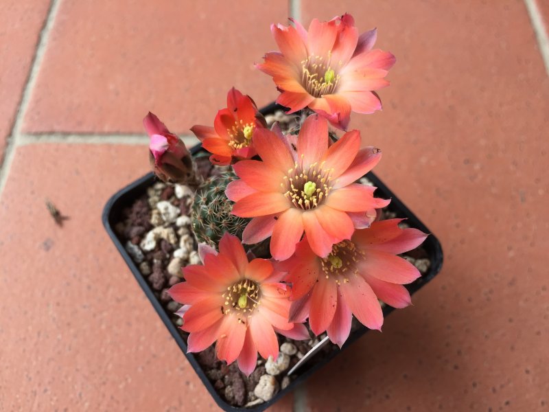 Rebutia haagei var. orurensis 