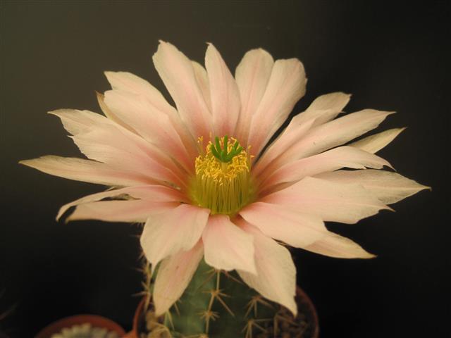 Echinocereus coccineus ssp. rosei 