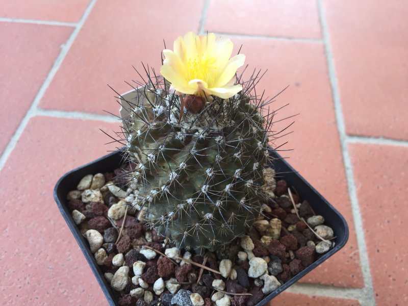 Copiapoa humilis 