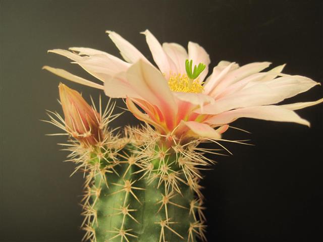 Echinocereus coccineus ssp. rosei 