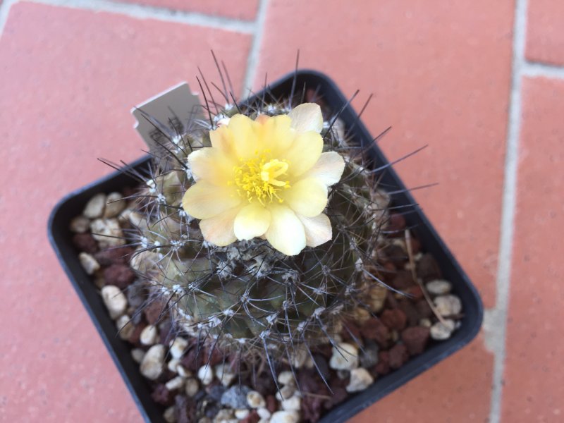 Copiapoa humilis 