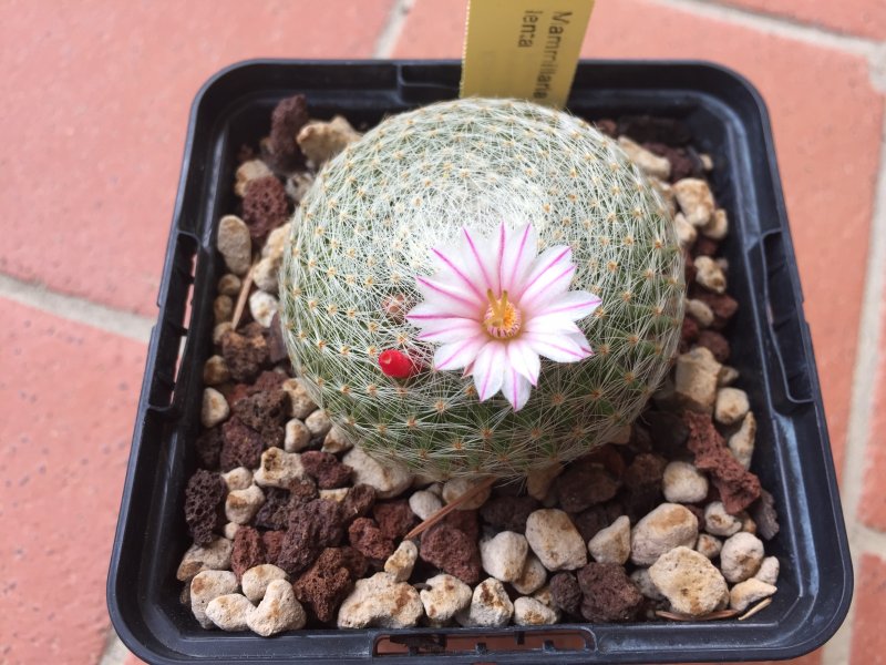 Mammillaria lenta 