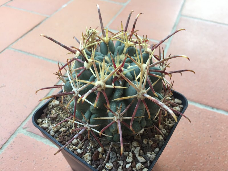 Glandulicactus crassihamatus 