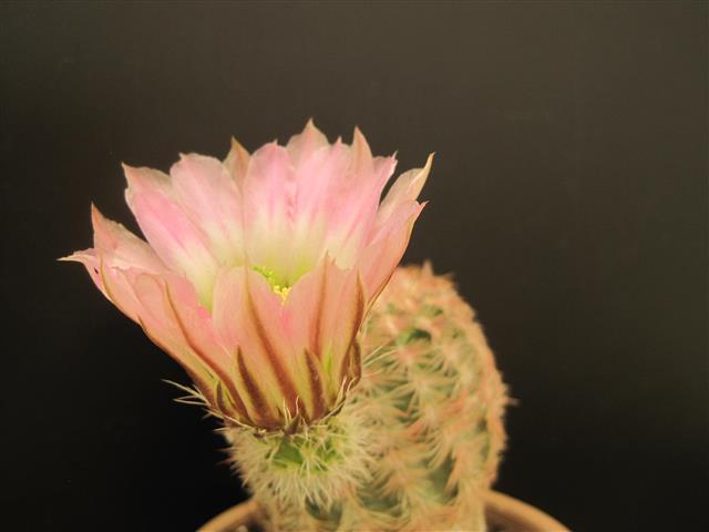 Echinocereus pectinatus 