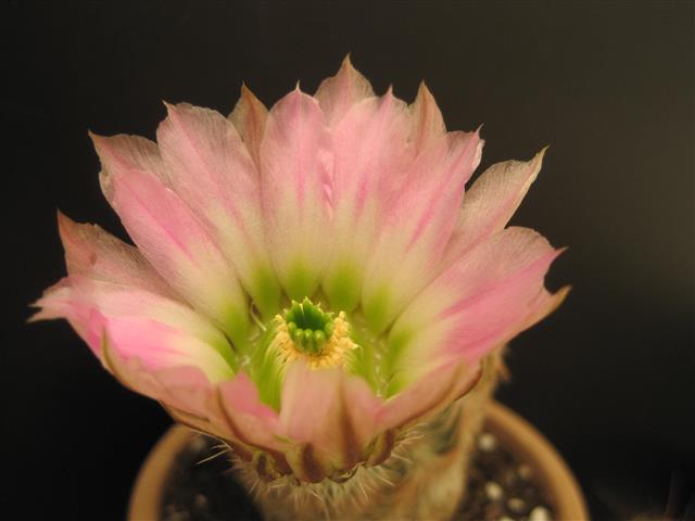 Echinocereus pectinatus 