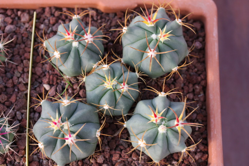 Ferocactus recurvus ssp. greenwoodii 