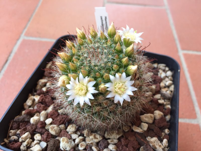 Mammillaria zeilmanniana cv. albiflora 