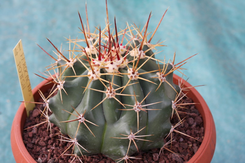 Ferocactus pottsii 