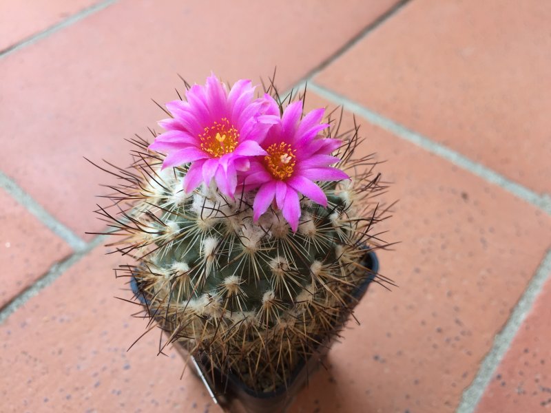 Gymnocactus viereckii 