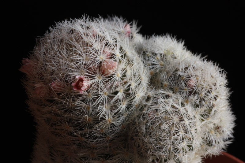 Mammillaria viescensis  