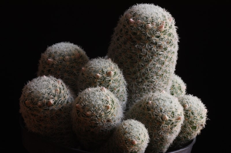 Mammillaria schiedeana ssp. giselae 