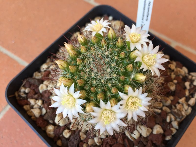 Mammillaria zeilmanniana cv. albiflora 