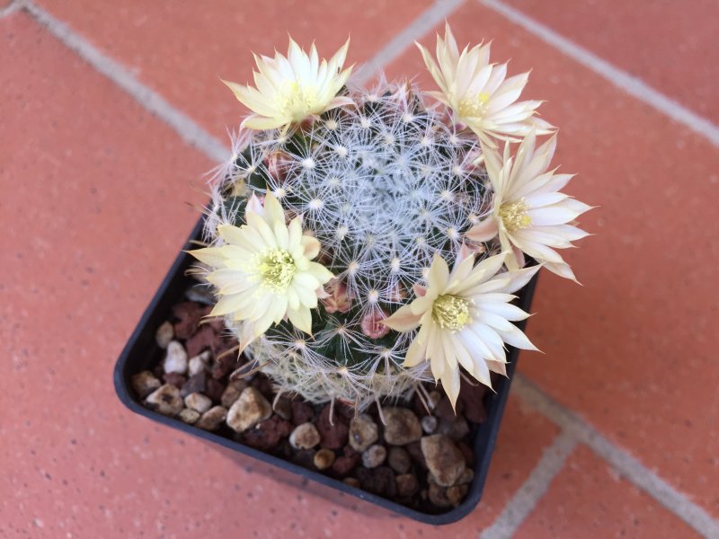 Mammillaria duwei 