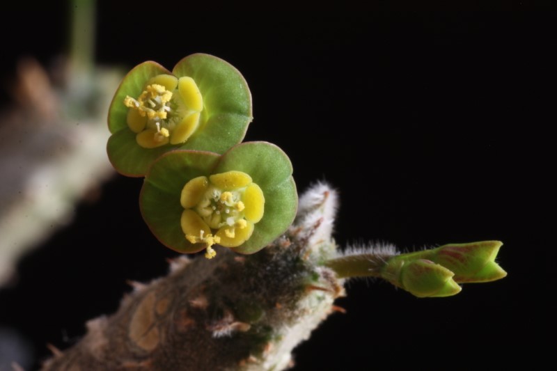 Euphorbia razafindratsirae 