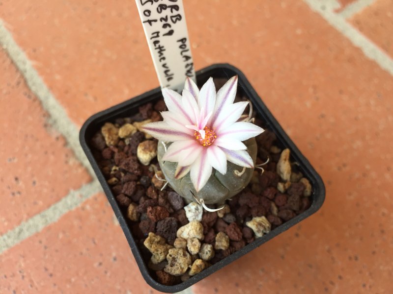 Turbinicarpus polaskii SB269