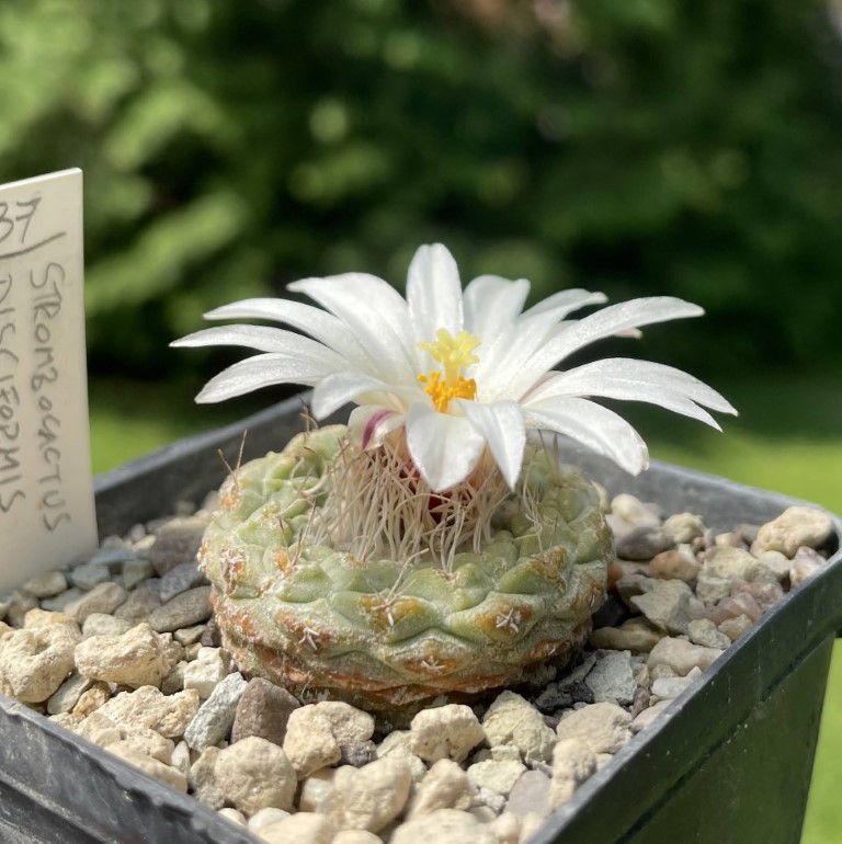 Strombocactus disciformis f. minimus VM 207