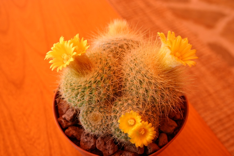 Parodia chrysacanthion 
