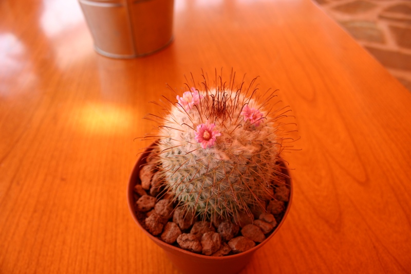 Mammillaria bombycina 