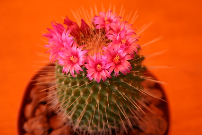 Mammillaria spinosissima cv. un pico 