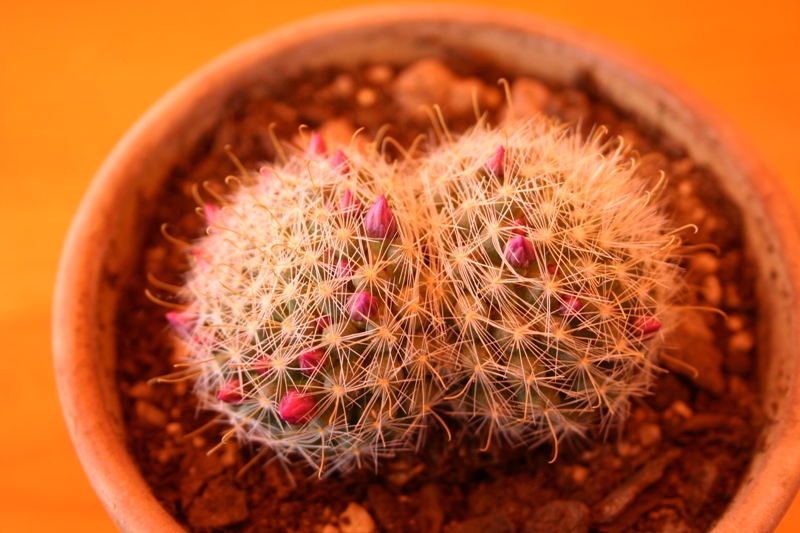 Mammillaria zeilmanniana 