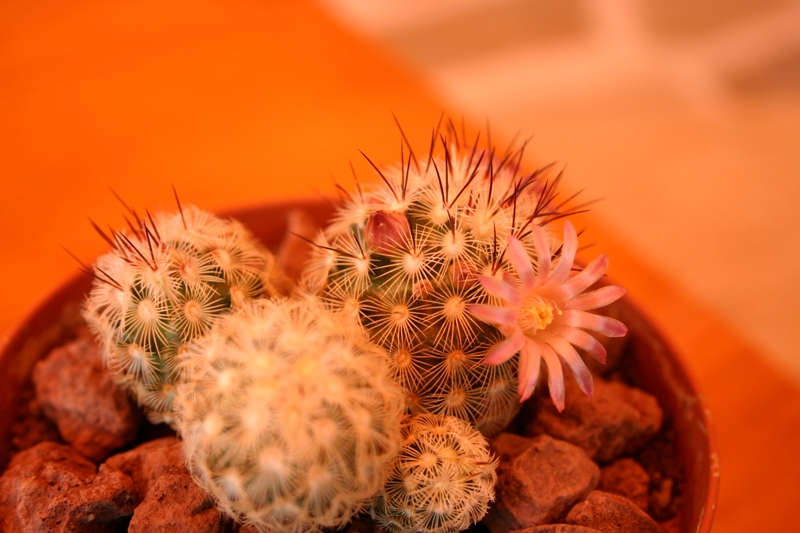 Mammillaria microhelia 
