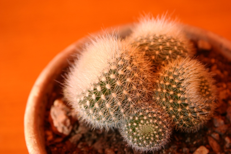 Parodia haselbergii 