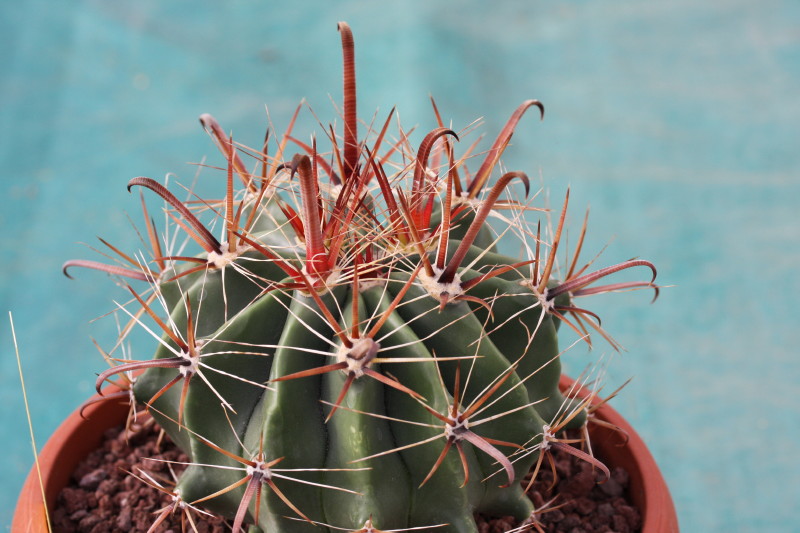 Ferocactus wislizeni ssp. herrerae 