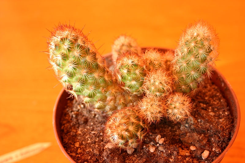 Mammillaria elongata v. rufocrosea 