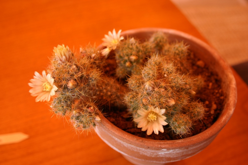 Mammillaria prolifera 
