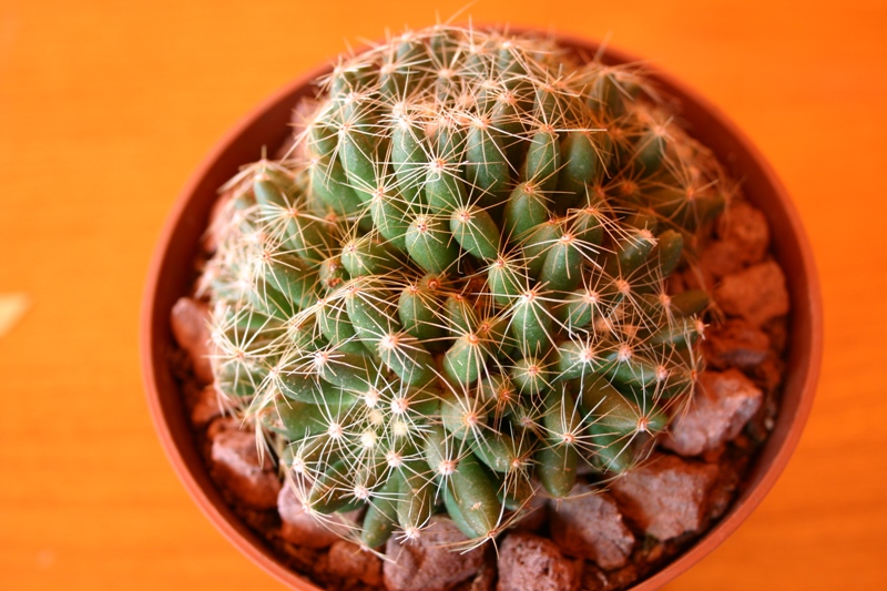 Mammillaria sphaerica 